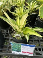 Hosta Colored Hulk Plantain Lily, #1
