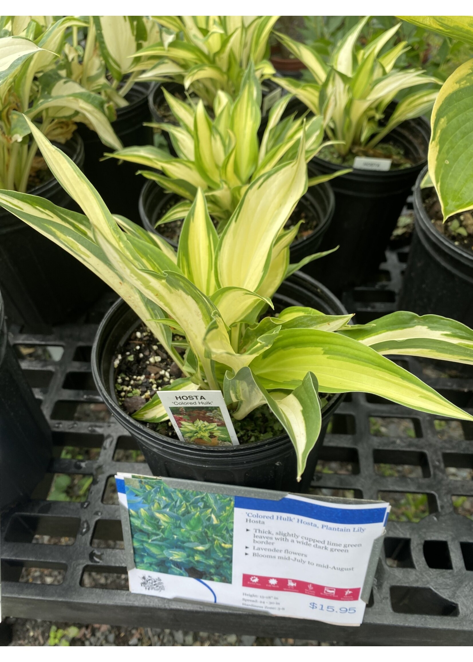 Hosta Colored Hulk Plantain Lily, #1