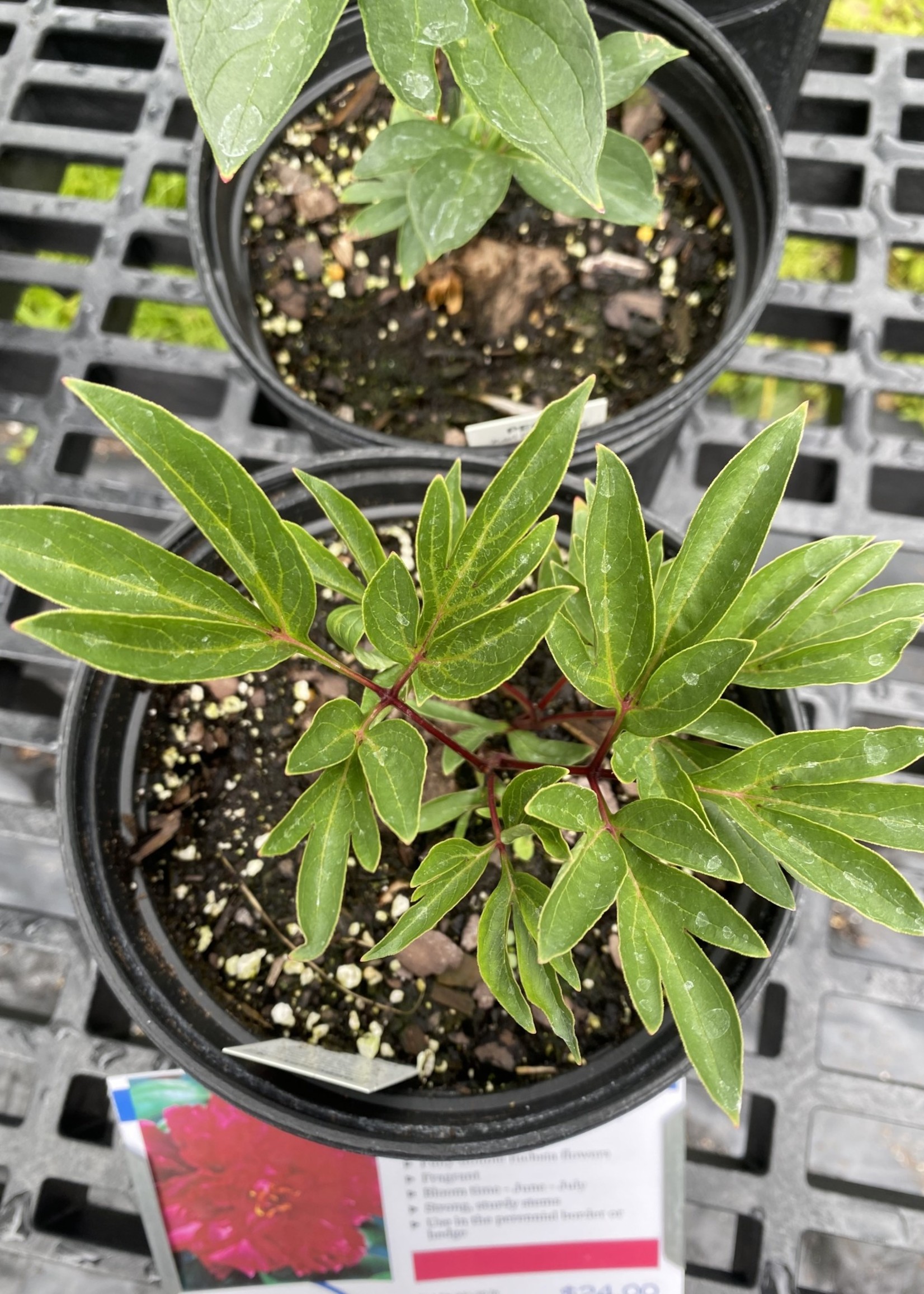 Paeonia sp. Peony, Karl Rosenfeld, #1 - Behmerwald Nursery