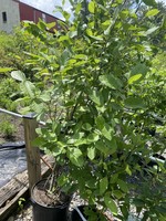 Spring Bloom Alnus serrulata, Hazel alder or smooth alder #7 container