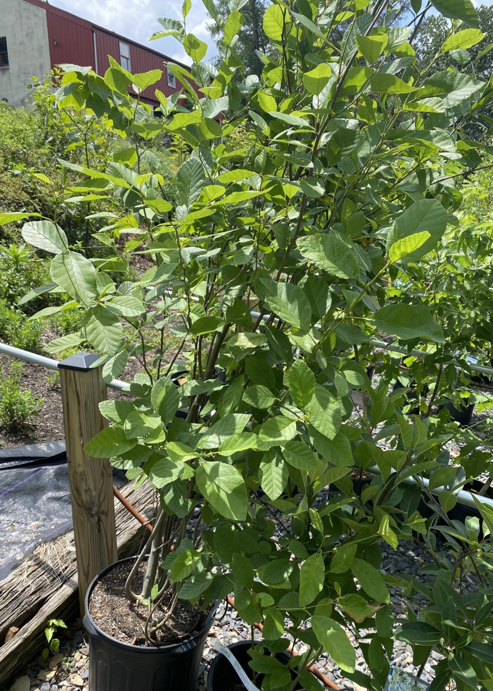 Spring Bloom Alnus serrulata, Hazel alder or smooth alder #7 container