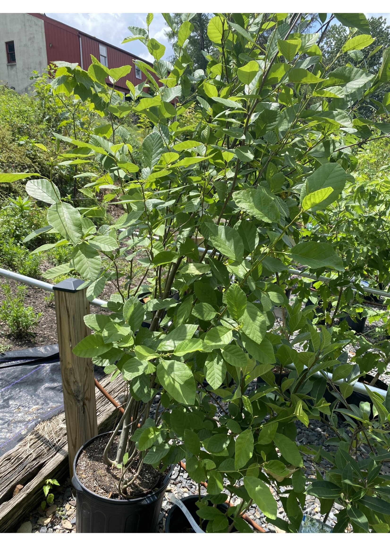 Alnus serrulata, Hazel alder or smooth alder #7 container