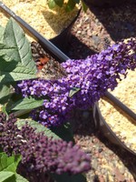 Buddleia x Pugster Blue, butterfly bush #3 container