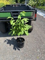 Asimina triloba Paw Paw,