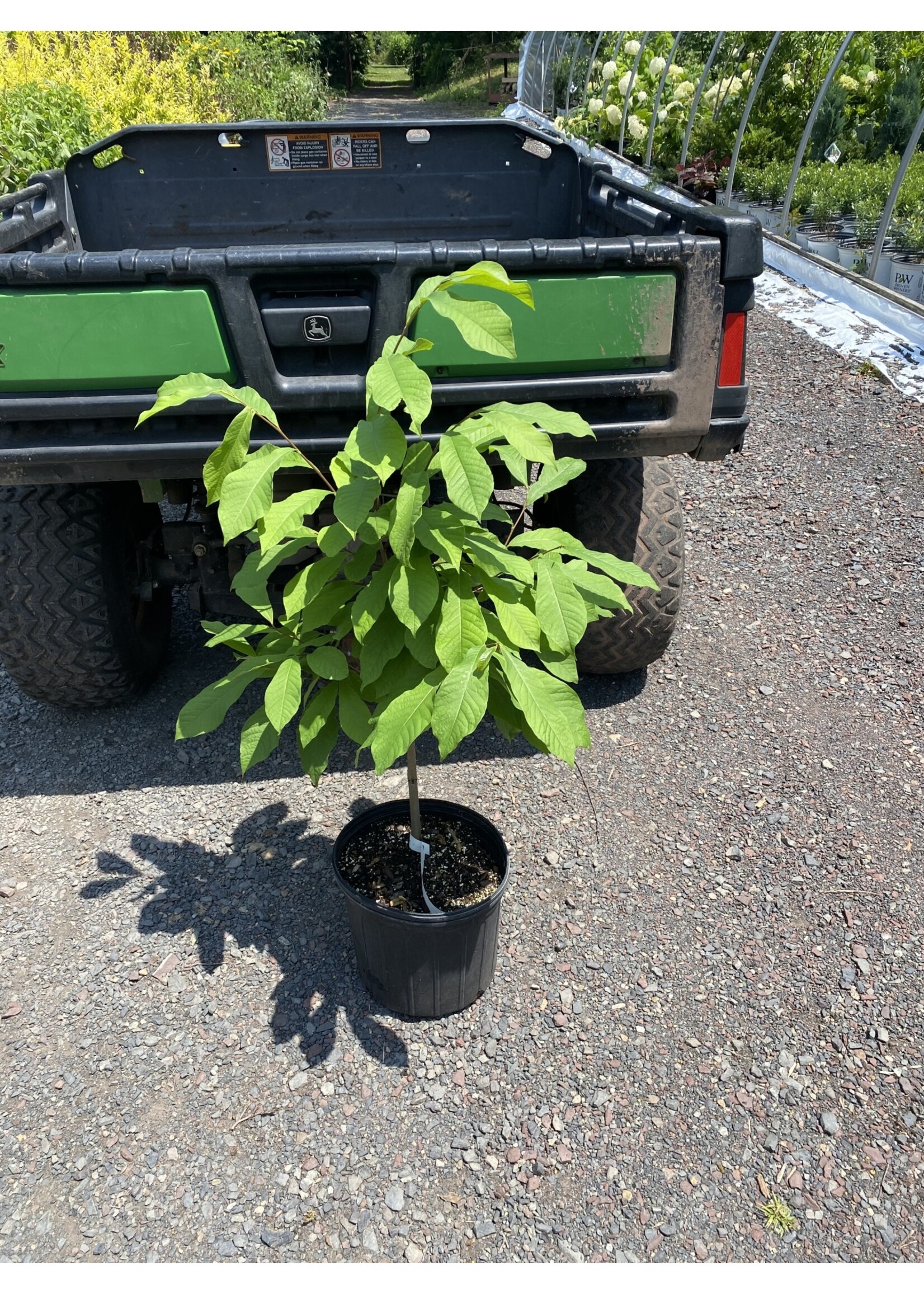Asimina triloba Paw Paw,