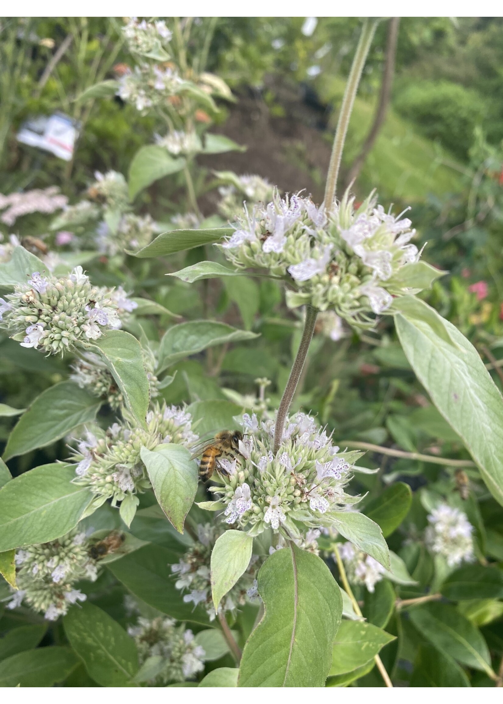 2024 Plant Olympics! Pycnanthemum Incanum, Mountain Mint, Hoary-#1