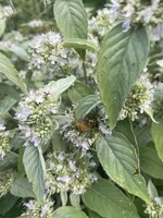 Pycnanthemum Incanum, Mountain Mint, Hoary-#1