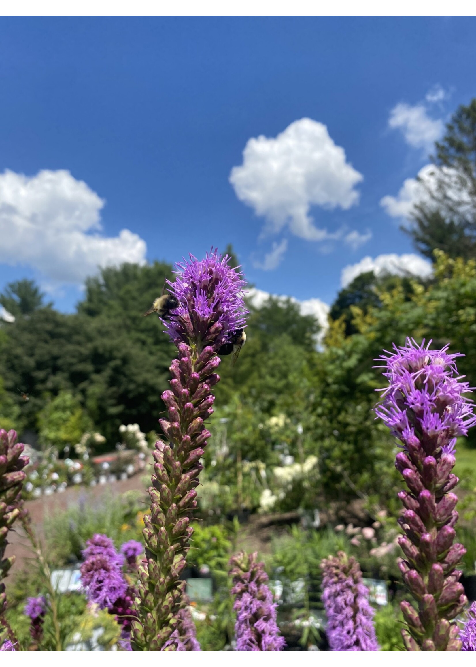 Liatris Spicata, Gayfeather #1