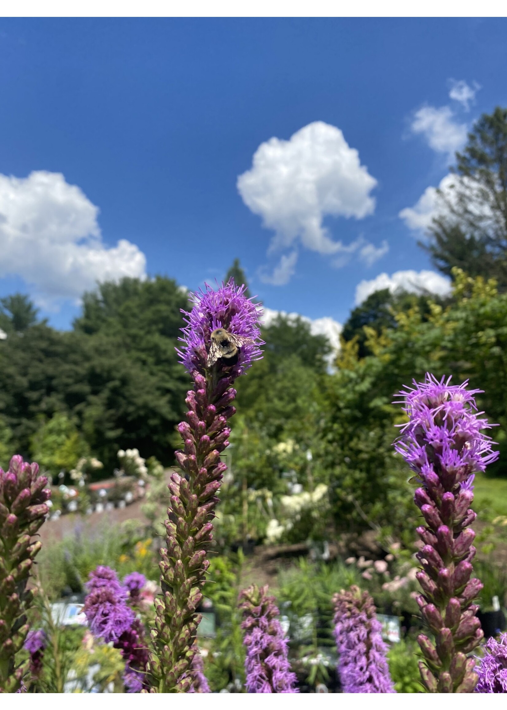 Liatris Spicata, Gayfeather #1