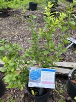 Vaccinium Blueberry, Blueray #2