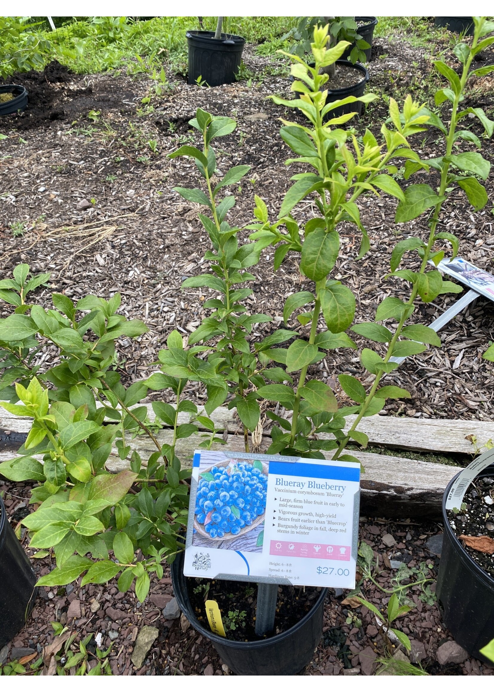 Vaccinium Blueberry, Blueray #2