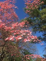 Cornus florida rubra Dogwood - Flowering, Pink, #7