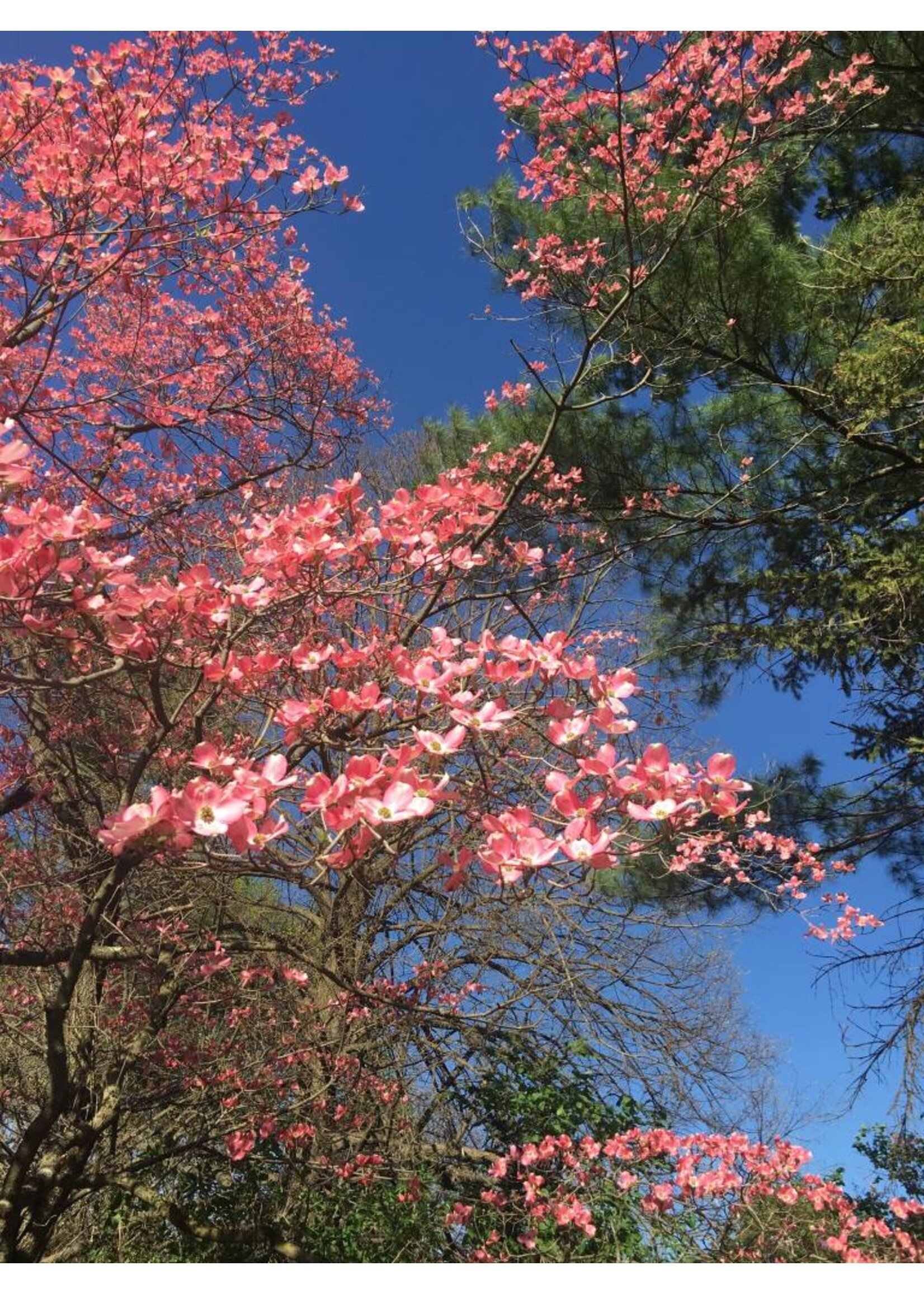 Cornus florida rubra Dogwood - Flowering, Pink, #7