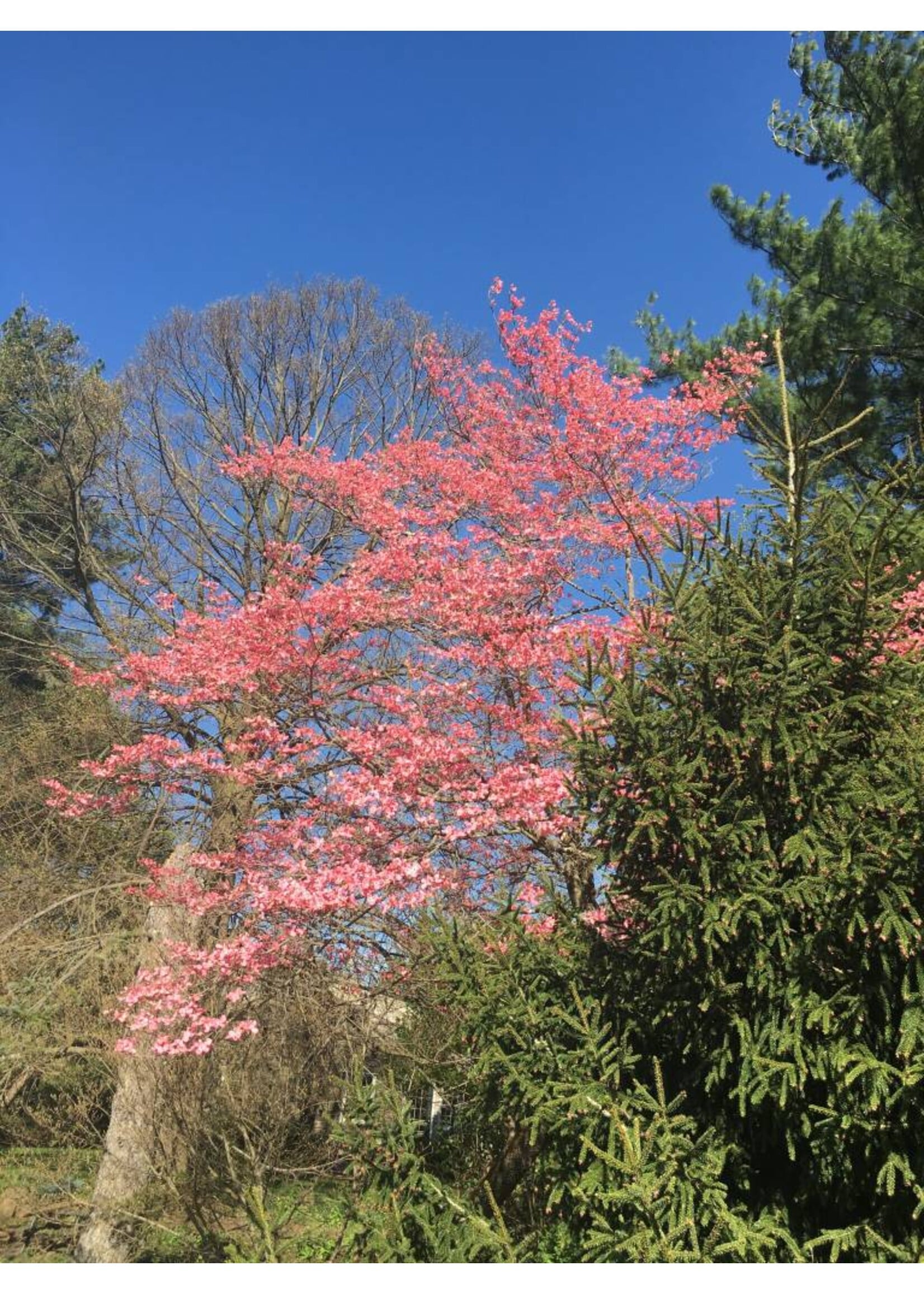 Cornus florida rubra Dogwood - Flowering, Pink, #7