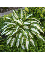 Hosta Cool as a Cucumber, Plantain Lily, #1