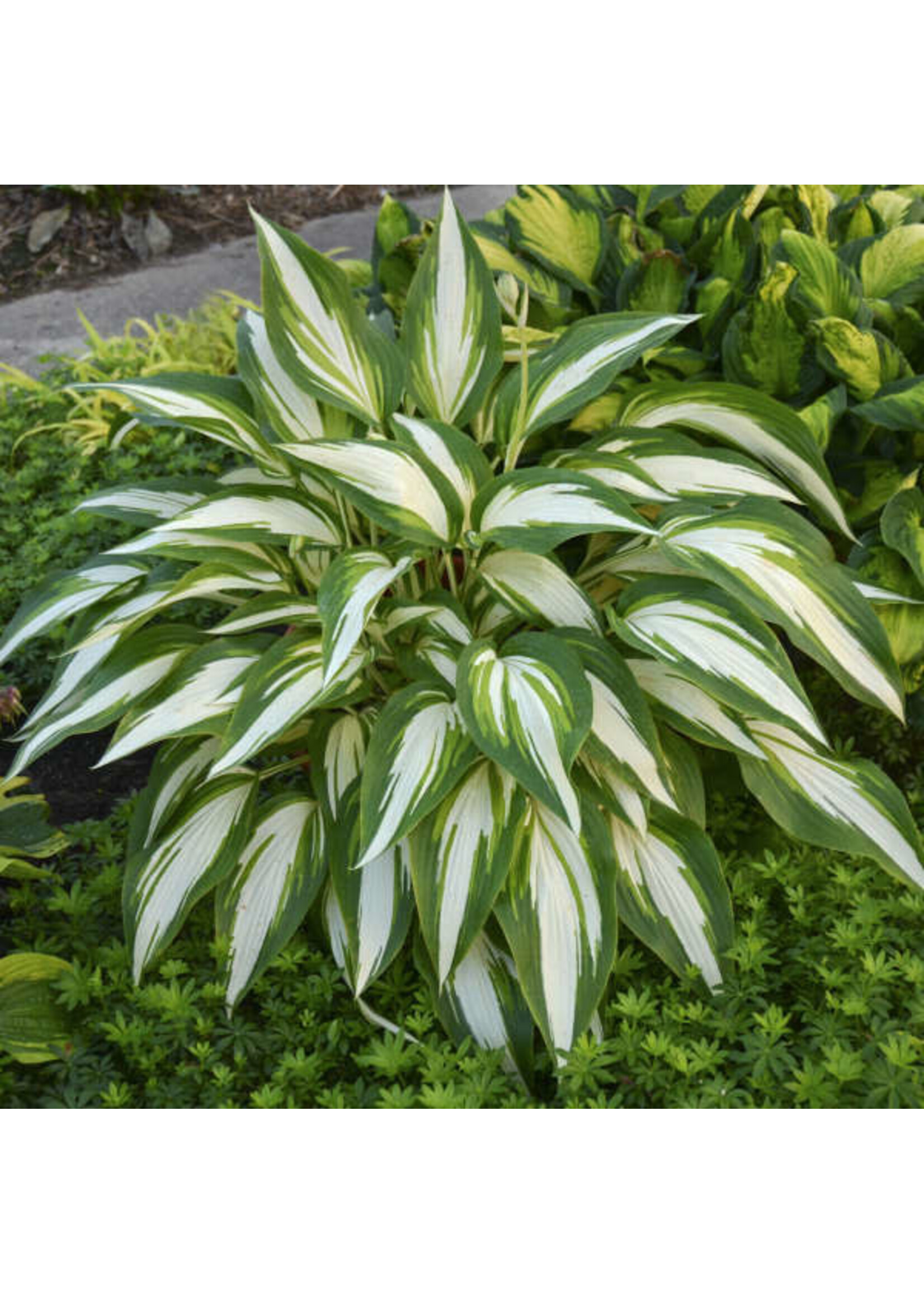 Hosta Cool as a Cucumber, Plantain Lily, #1