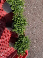 Ilex crenata Soft Touch Holly - Japanese, Soft Touch, #2