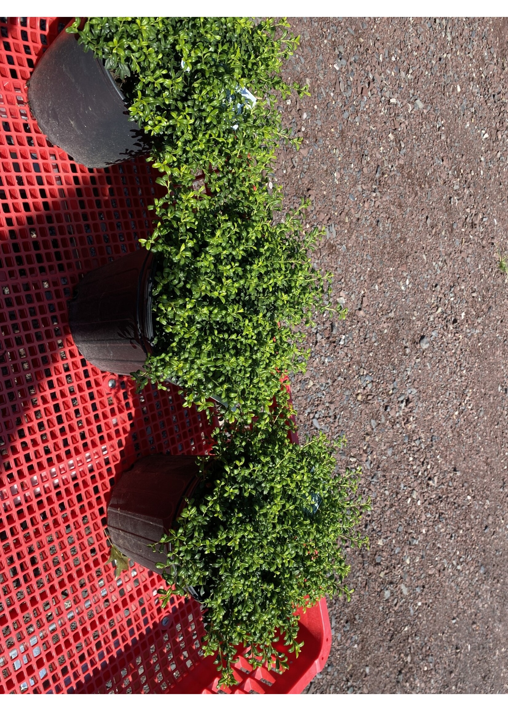 Ilex crenata Soft Touch Holly - Japanese, Soft Touch, #2