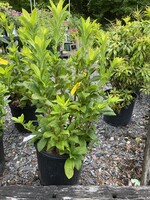Azalea Gibralter Azalea - Deciduous, Exbury Hybrid Gibralter, #3