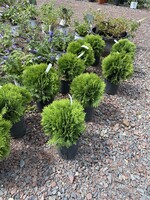 Thuja occ. Danica,  Arborvitae -Dwarf, #2