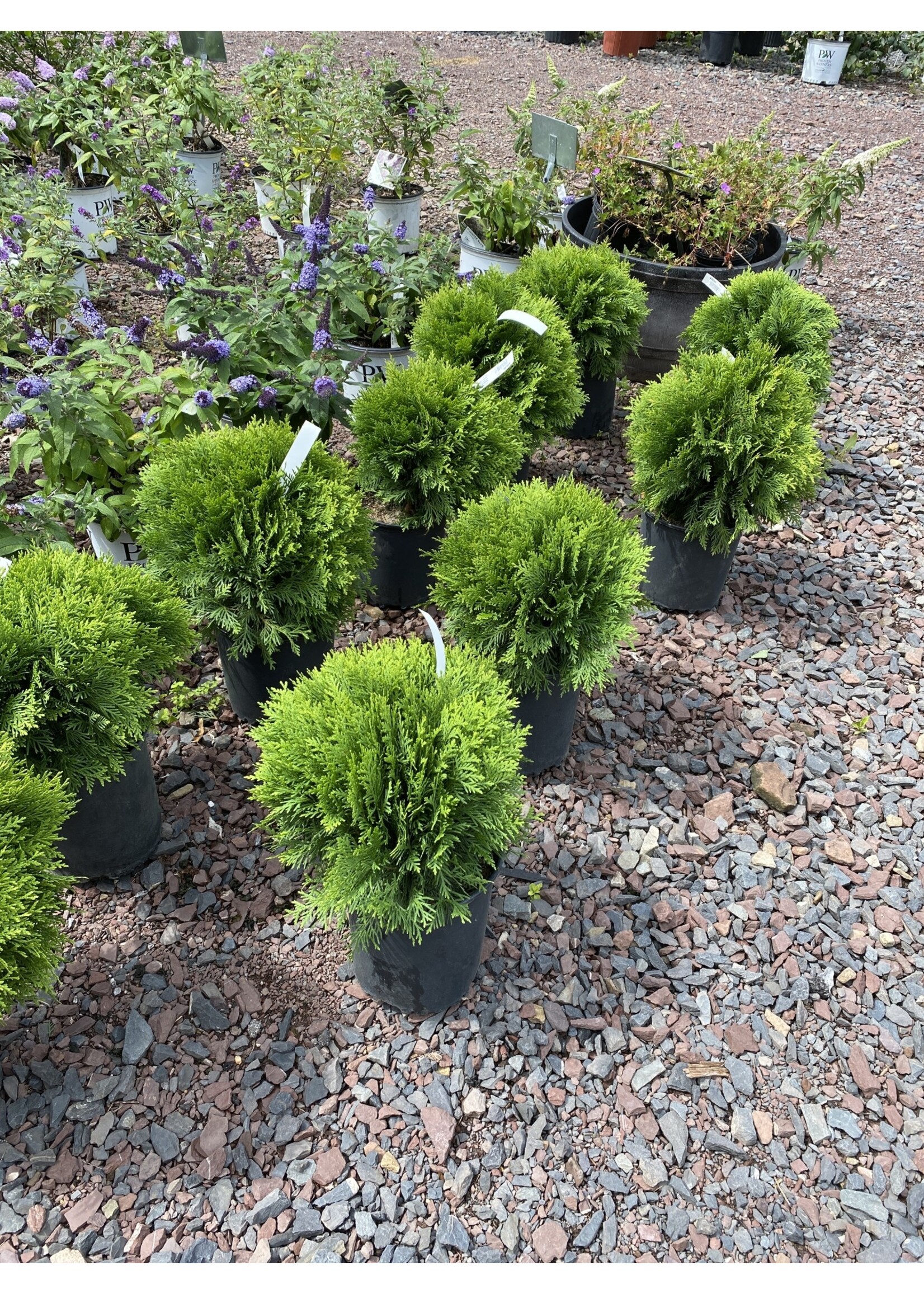 Thuja occ. Danica,  Arborvitae -Dwarf, #2