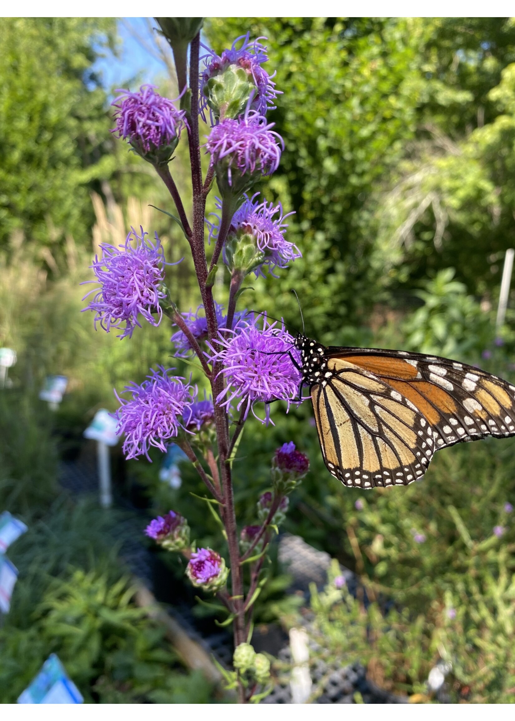 Liatris ligulistylis , Blazing Star, #1
