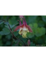 Aquilegia canadensis, Columbine