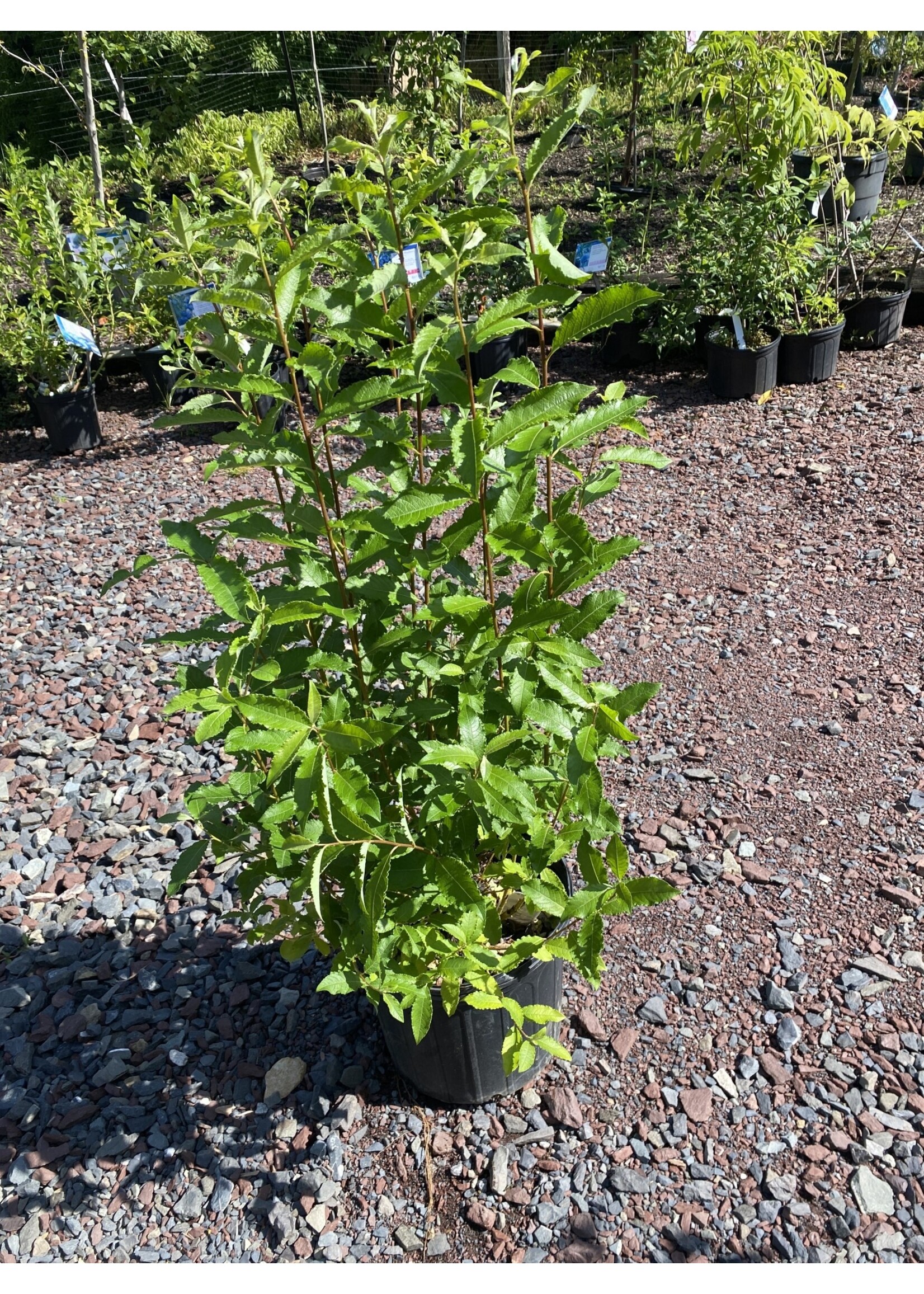 Salix Discolor. Pussy Willow , #2