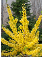 Spring Bloom Forsythia x inter. Mindor Forsythia, Show Off, #3