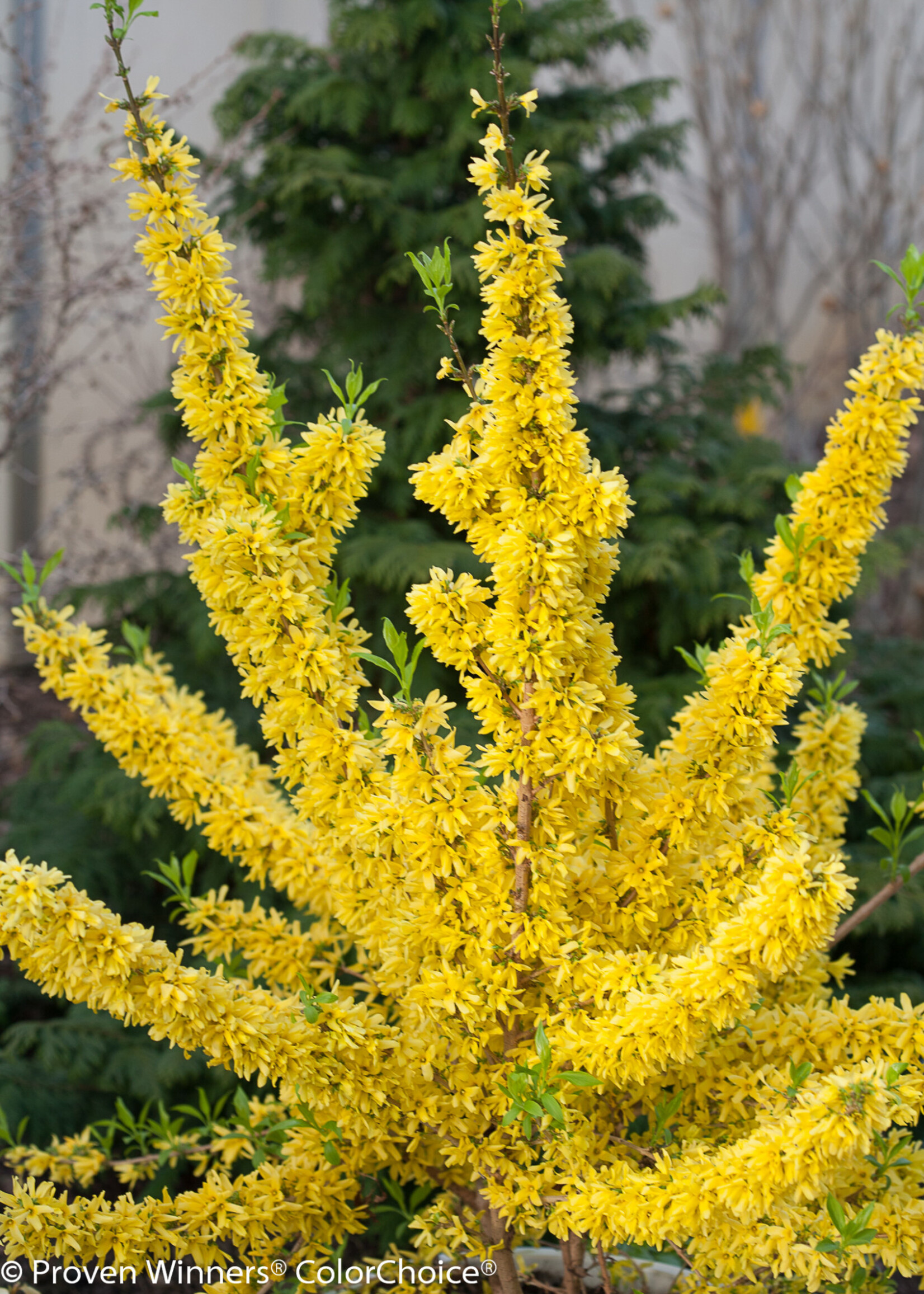 Forsythia x inter. Mindor Forsythia, Show Off, #3