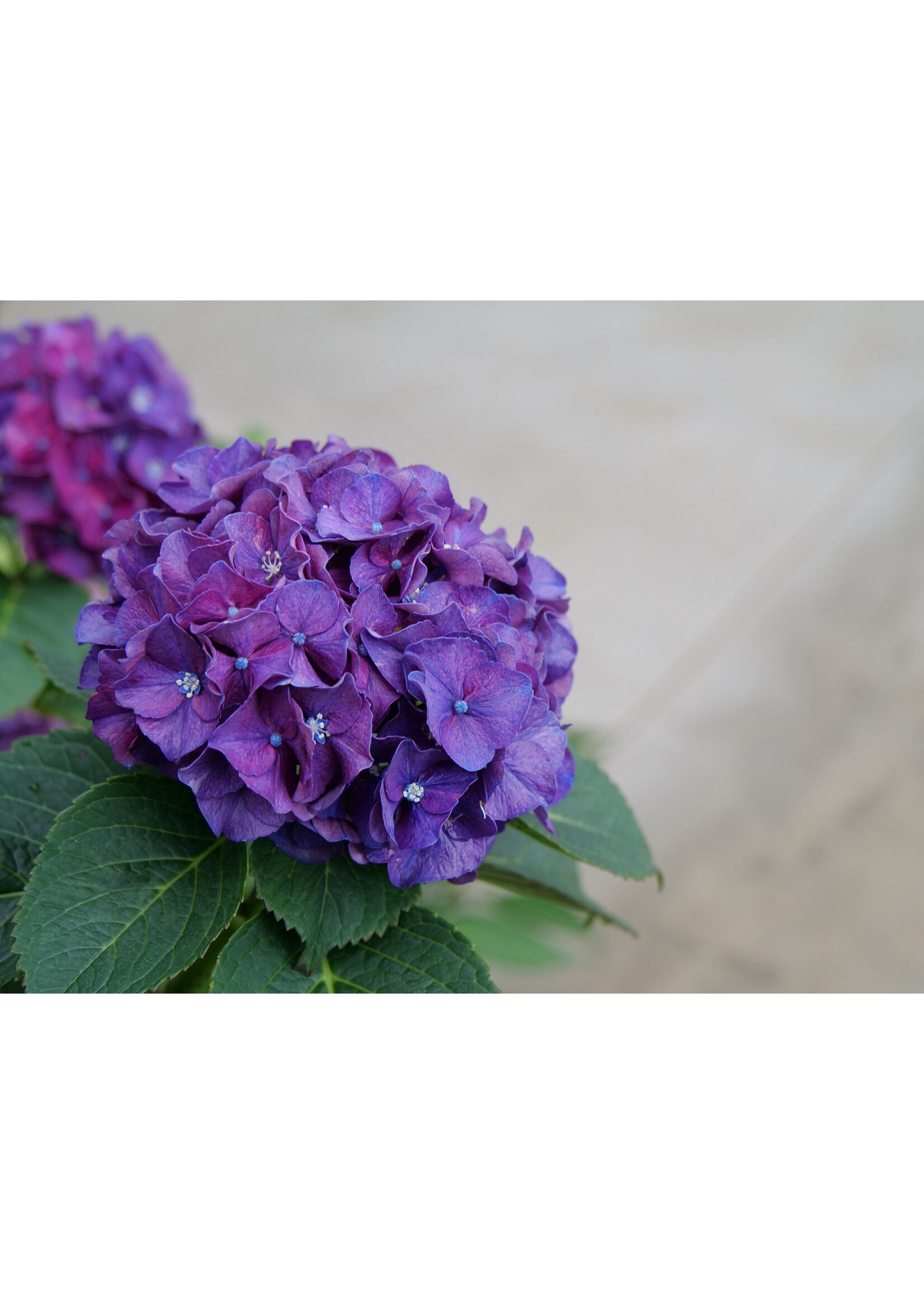 Hydrangea mac. Wee Bit Grumpy Hydrangea - Mophead, #3