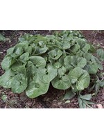 Asarum canadense Ginger, American, Qt Pot