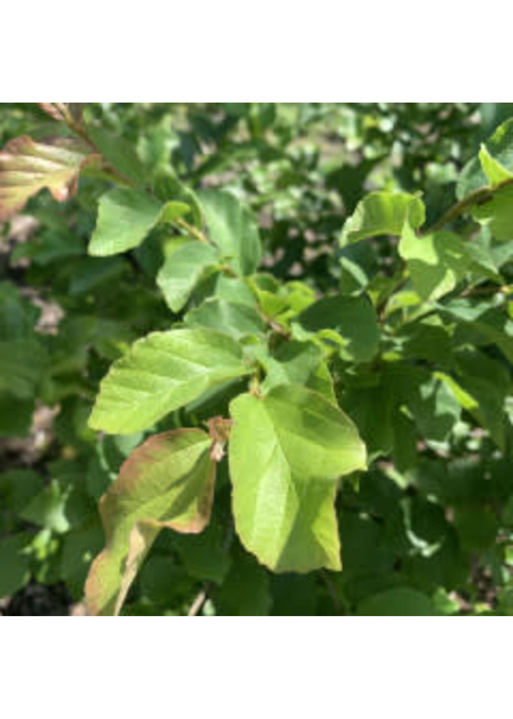 Parrotia persica Ironwood - Persian, #3