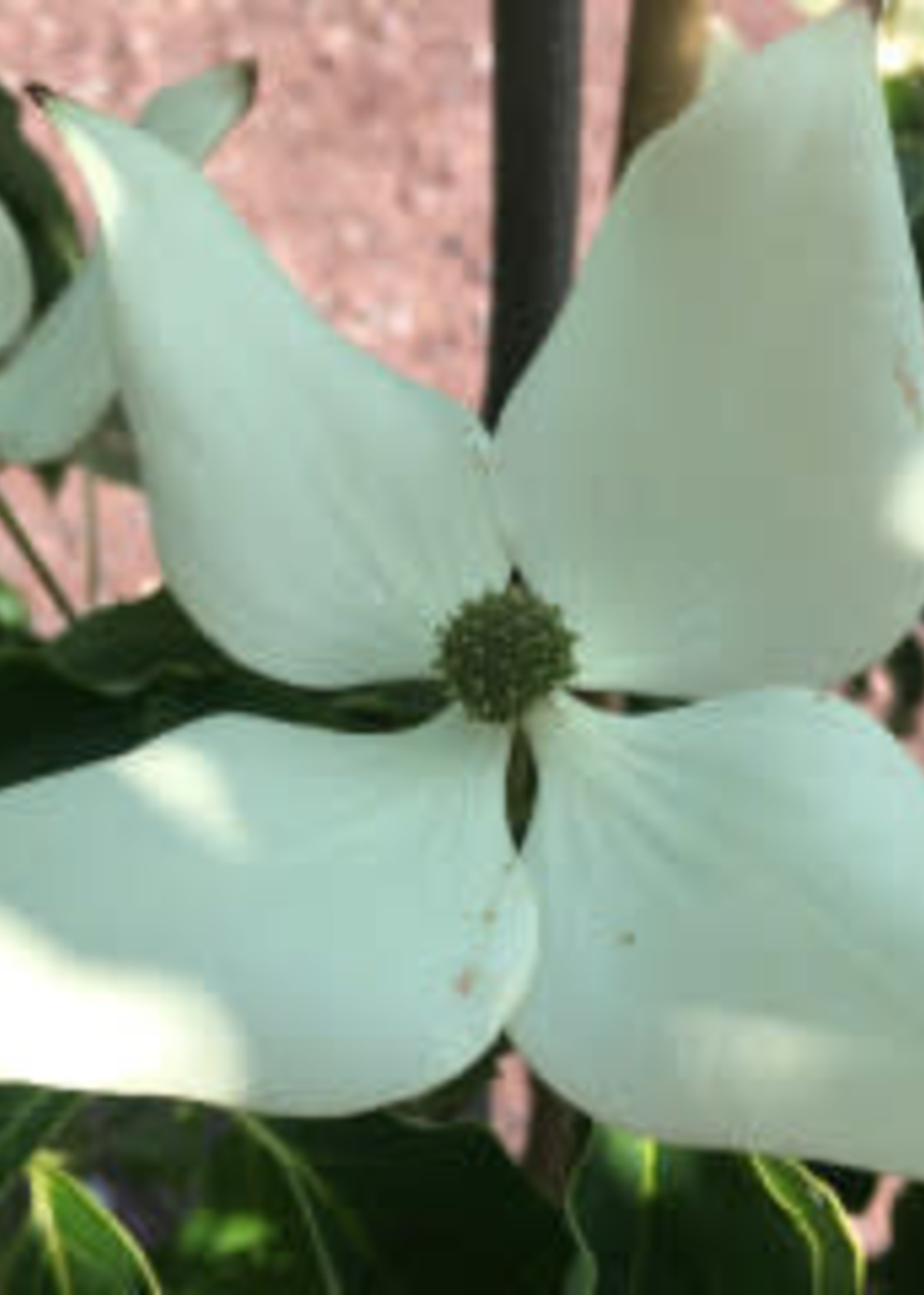 Cornus kousa Dogwood Kousa, 3 Behmerwald Nursery
