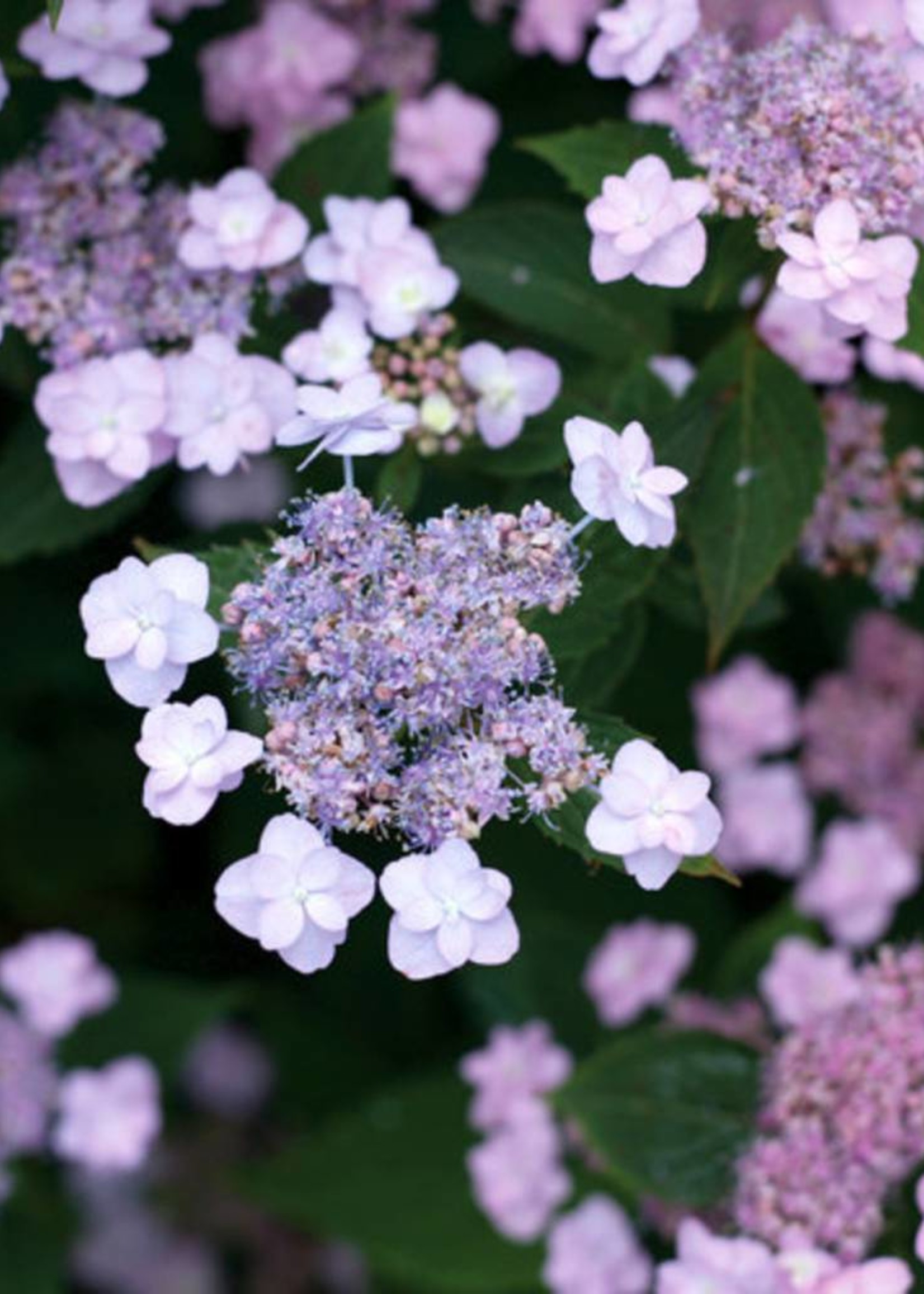 Hydrangea serrata MAKD Hydrangea - Tiny Tuff Stuff, #3 - Behmerwald Nursery