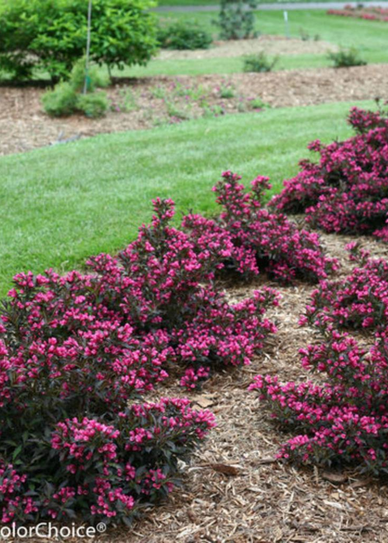 Image of Spilled Wine® weigela (Weigela florida 'Spilled Wine')