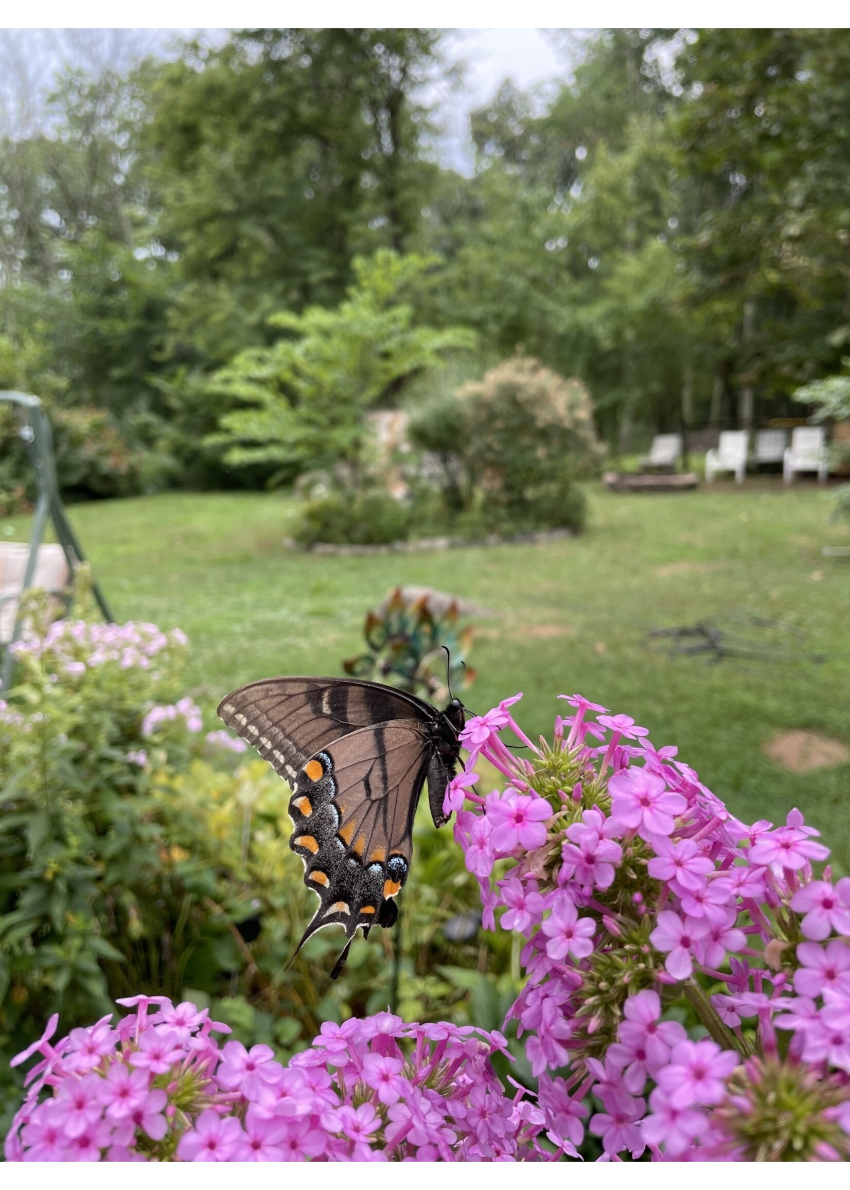 Phlox pan. Jeana Phlox - Garden, Jeana, #1 container