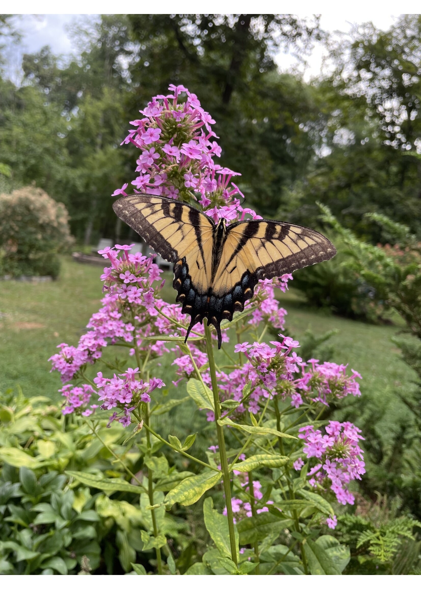 Phlox pan. Jeana Phlox - Garden, Jeana, #1 container