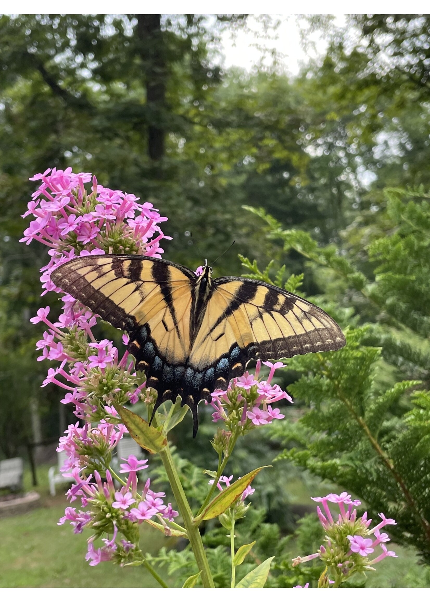 Phlox pan. Jeana Phlox - Garden, Jeana, #1 container