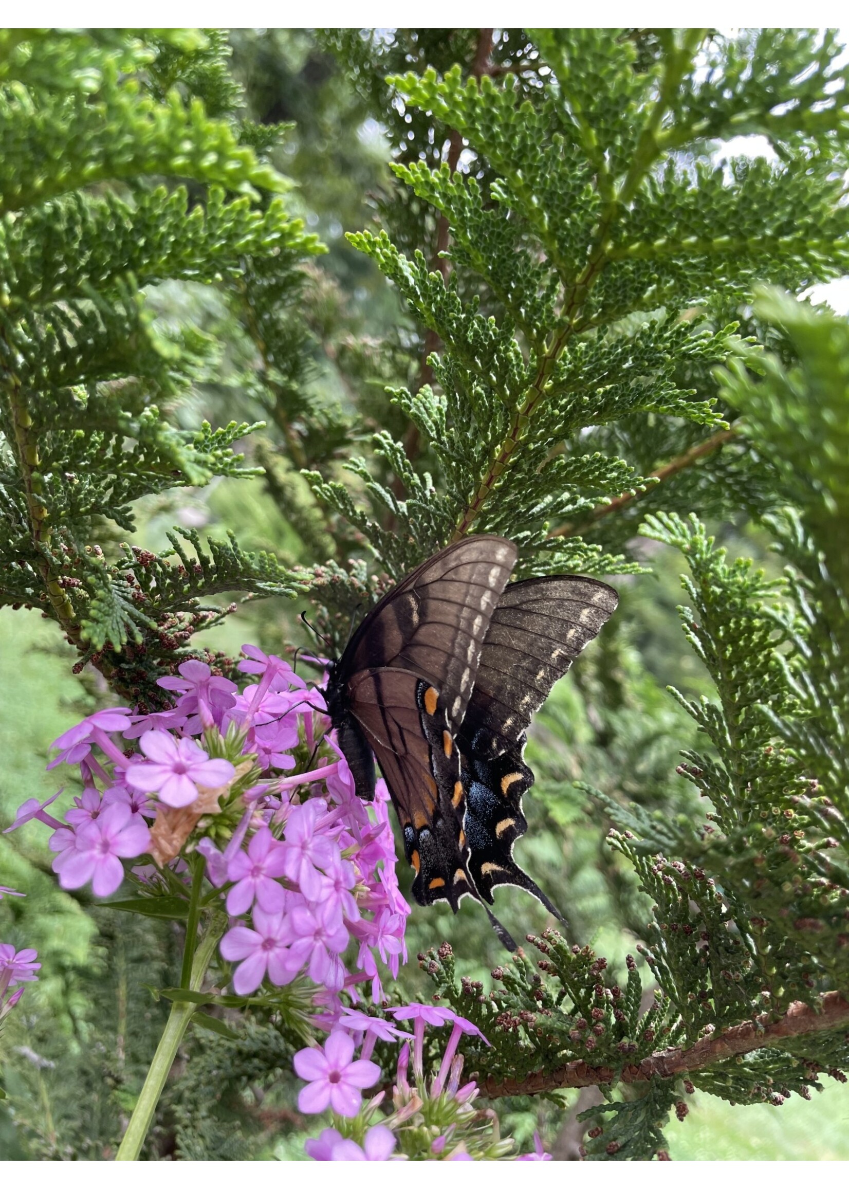 Phlox pan. Jeana Phlox - Garden, Jeana, #1 container