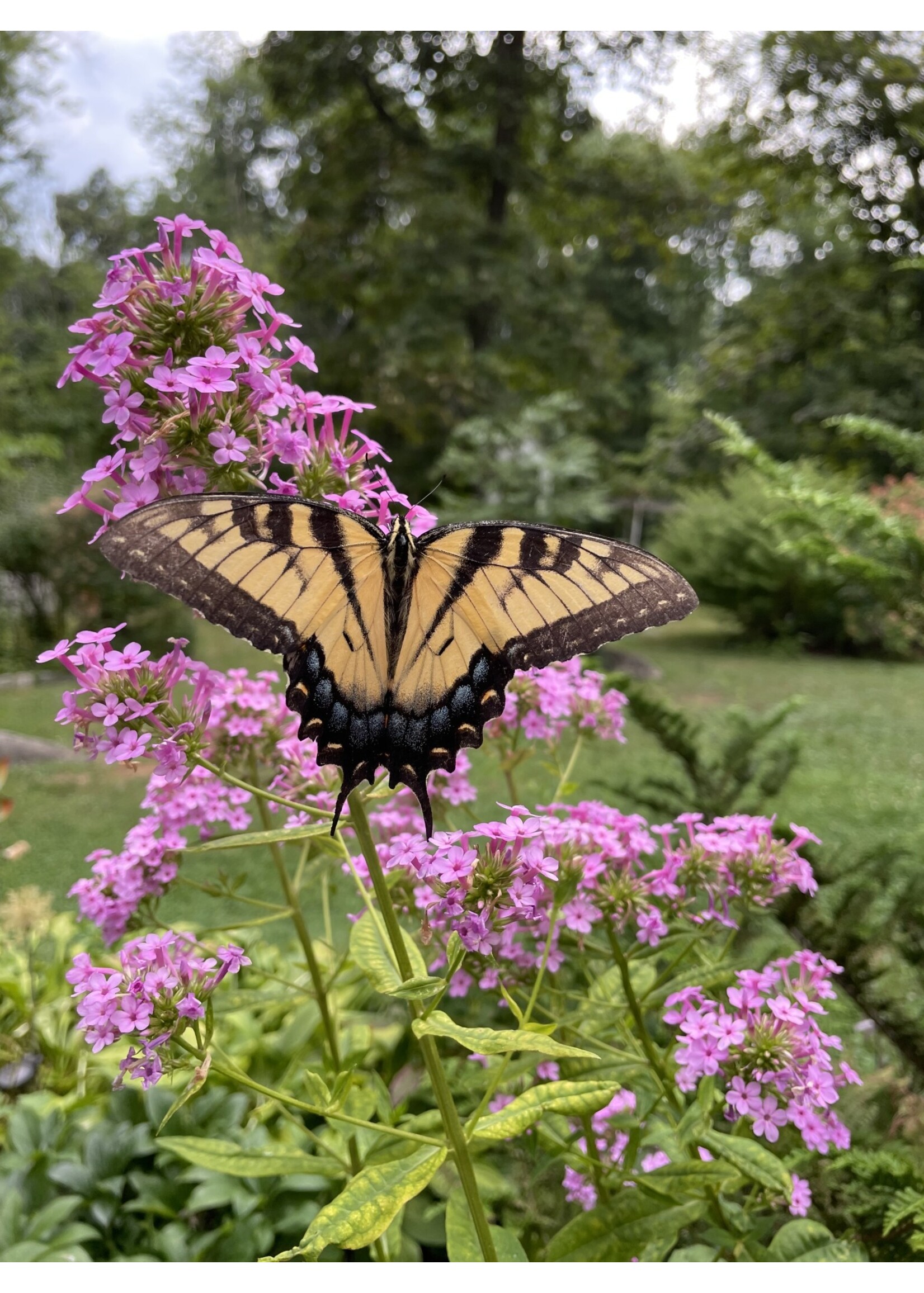 Phlox pan. Jeana Phlox - Garden, Jeana, #1 container