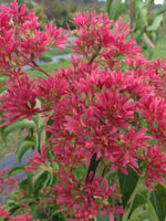 Heptacodium miconioides Temple of Bloom Seven-Son Flower, #3 Treeform