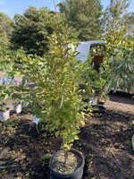 Stewartia pseudocamellia Stewartia, Japanese, #15 container