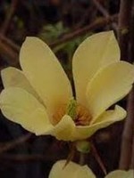 Spring Bloom Magnolia x Brooklynensis Yellowbird Magnolia, Cucumbertree #5