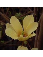 Spring Bloom Magnolia x Brooklynensis Yellowbird Magnolia, Cucumbertree #5