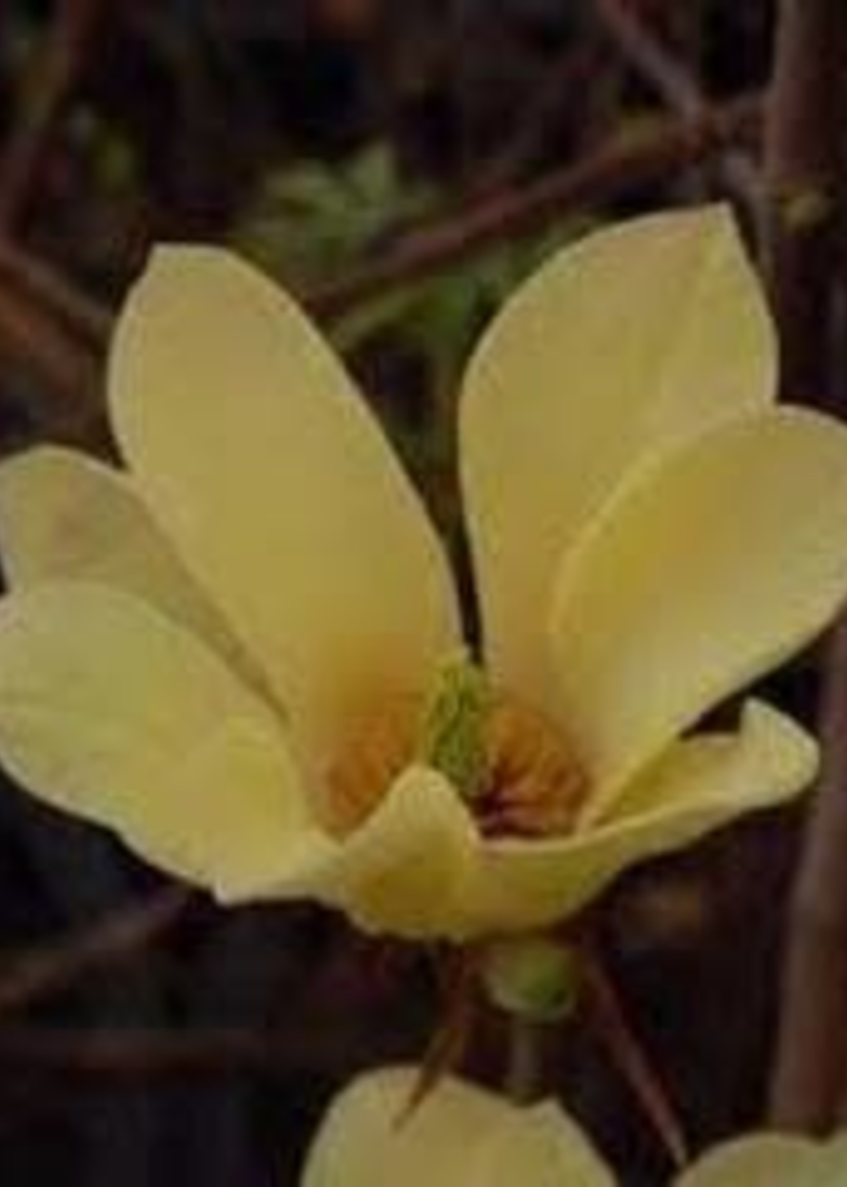 Magnolia x Brooklynensis Yellowbird Magnolia - Cucumbertree, Yellowbird, #5