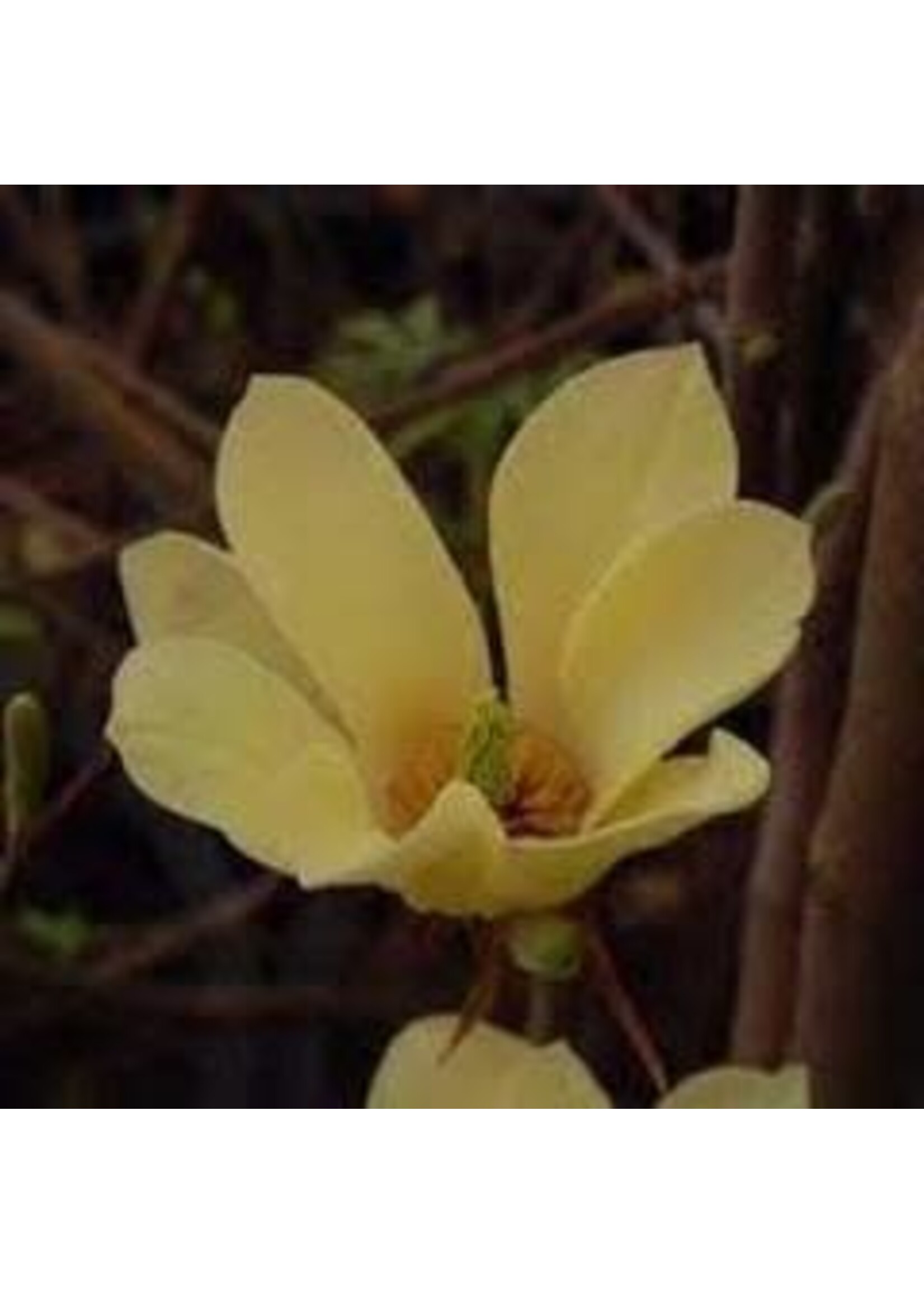 Spring Bloom Magnolia x Brooklynensis Yellowbird Magnolia - Cucumbertree, Yellowbird, #5