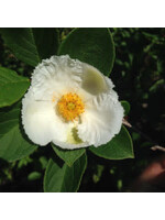 Stewartia pseudocamellia Stewartia,  #15