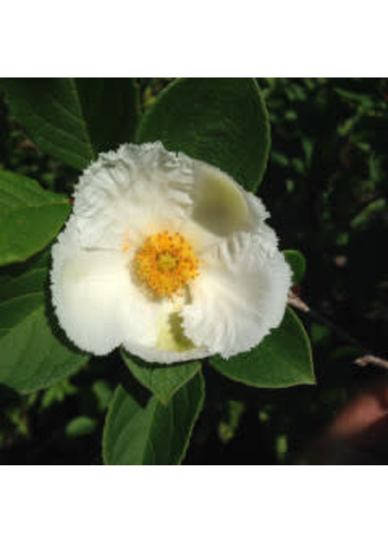 Stewartia pseudocamellia Stewartia,  #15