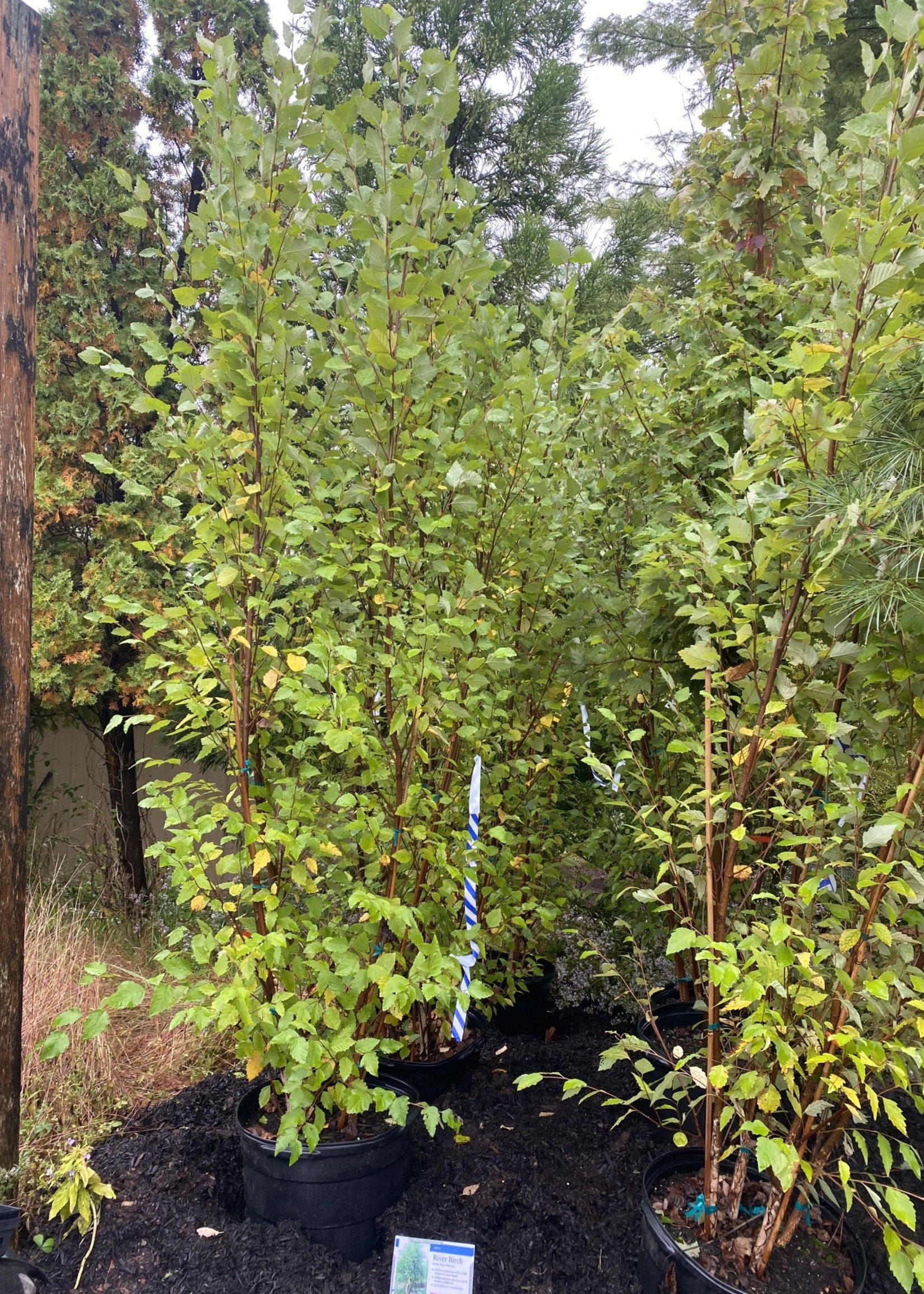 Betula nigra Heritage Birch - River, Heritage , #15